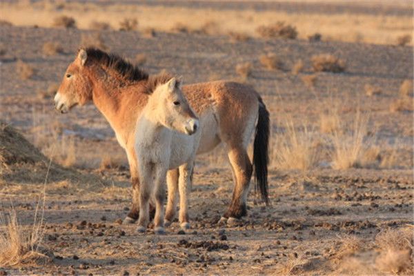 ŷ��Ұ������������� ŷ��Ұ������¼���ʲô