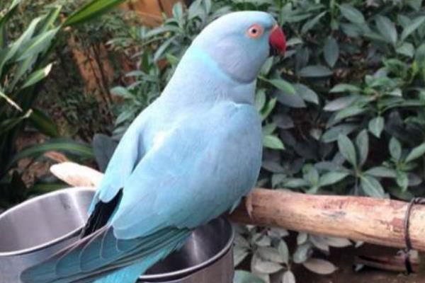 ���������ļ򵥽��� ���������Ķ��ٿ�Ǯһֻ