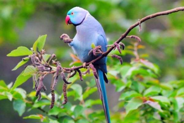 蓝月轮鹦鹉简单介绍 蓝月轮鹦鹉多少块钱一只