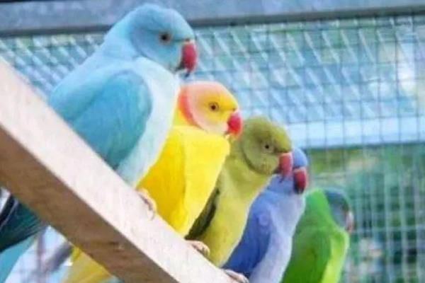 蓝月轮鹦鹉简单介绍 蓝月轮鹦鹉多少块钱一只