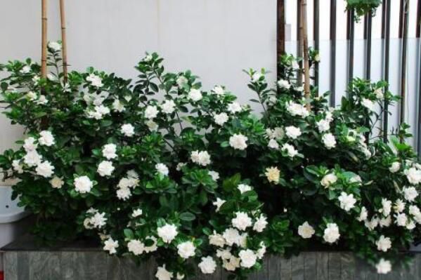 ���ӻ��Ļ����Ԣ�� ������ʮ����̵ĺ���