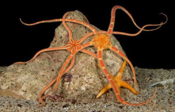 海蛇尾是什么动物 海蛇尾有没有毒和蛇海星一样吗