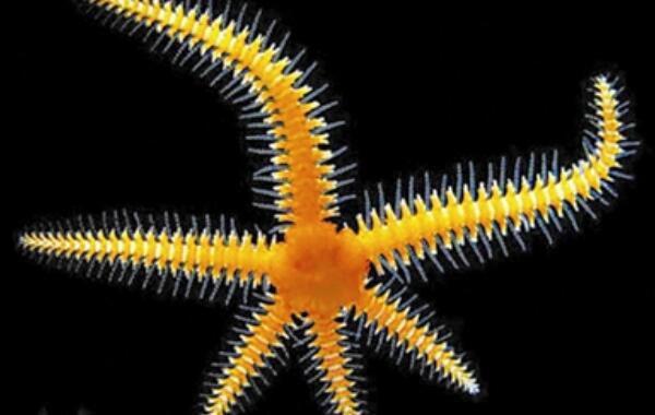 ����β��ʲô���� ����β��û�ж����ߺ���һ����