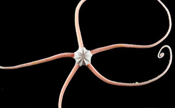 ����β��ʲô���� ����β��û�ж����ߺ���һ����