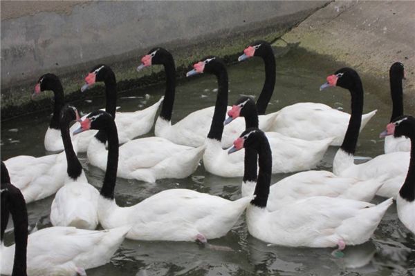 �ھ������ʲô���� �ھ���쳤ʲô����ͼƬ