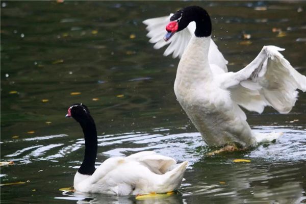 �ھ������ʲô���� �ھ���쳤ʲô����ͼƬ