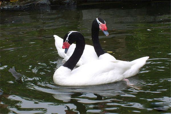 �ھ������ʲô���� �ھ���쳤ʲô����ͼƬ