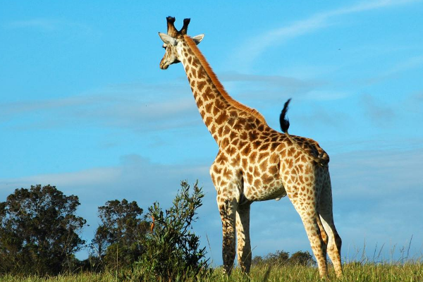 �Ϸǳ���¹��ʲôƷ�� �Ϸǳ���¹�ص����