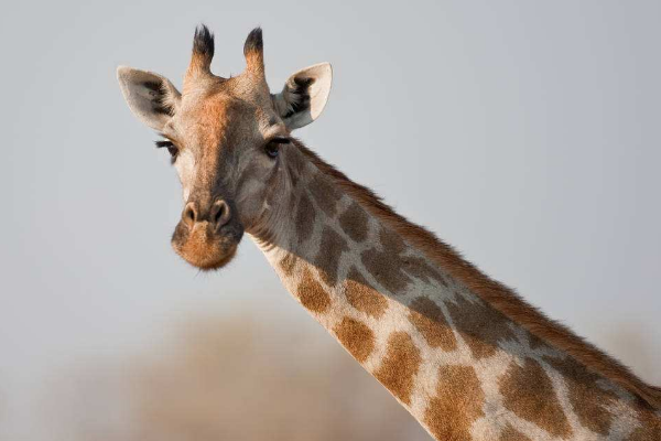 �Ϸǳ���¹��ʲôƷ�� �Ϸǳ���¹�ص����