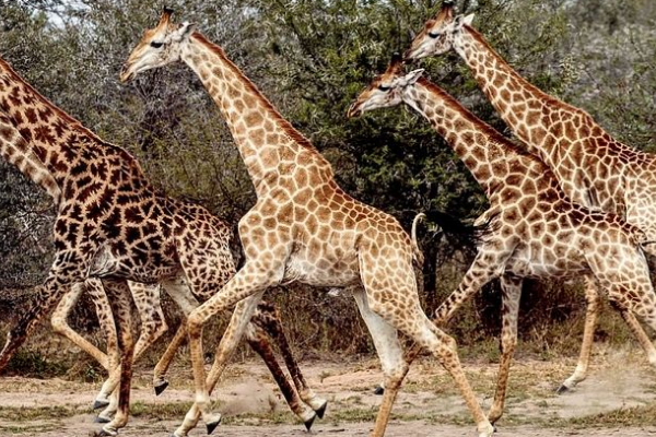 �Ϸǳ���¹��ʲôƷ�� �Ϸǳ���¹�ص����