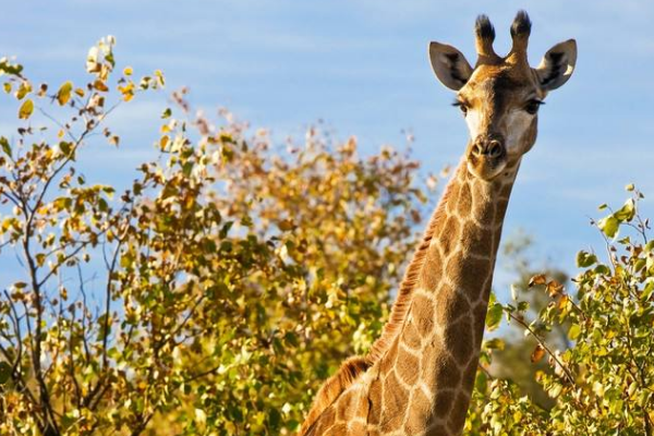 �Ϸǳ���¹��ʲôƷ�� �Ϸǳ���¹�ص����