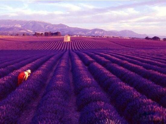 �����õ�����ʤ�������� �����õ����ξ�������ǰʮ