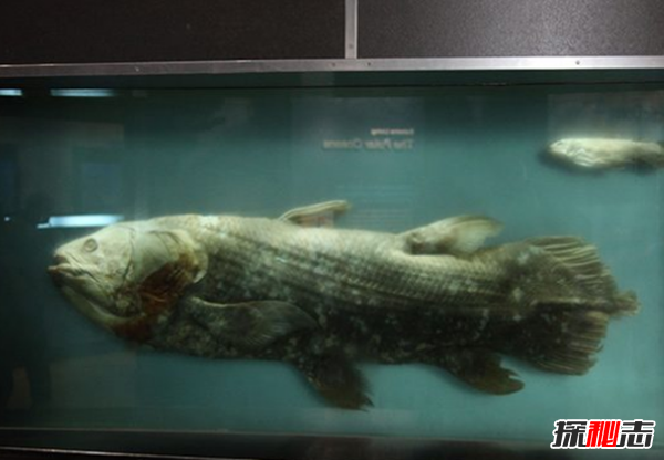 �����ж�ֲ� �������ֲ��ĵط�����Щ����