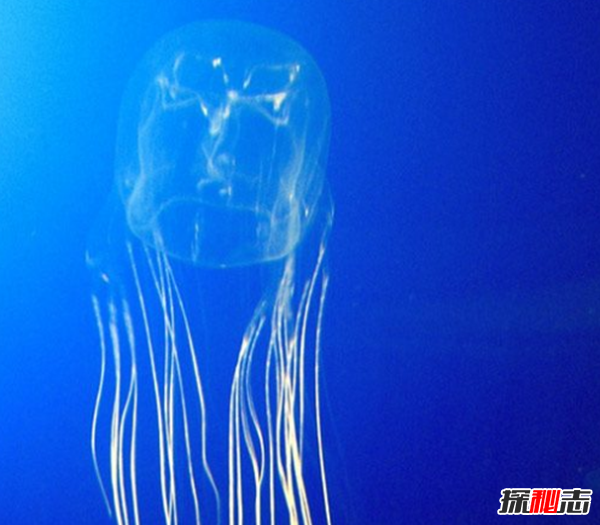 �����ж�ֲ� �������ֲ��ĵط�����Щ����