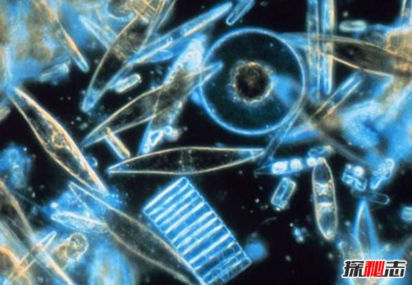 �����ж�ֲ� �������ֲ��ĵط�����Щ����