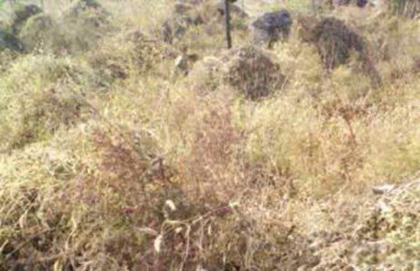 �һ�Դ�ǵĿֲ�������ʲô ���ѵĿֲ��²����������ܽ����Ĺ