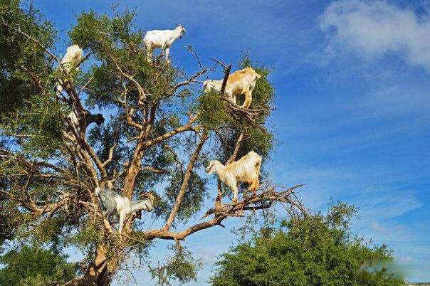 ���������淨��ĺ�ʹ���� �������ĺ�����ʲô��˼