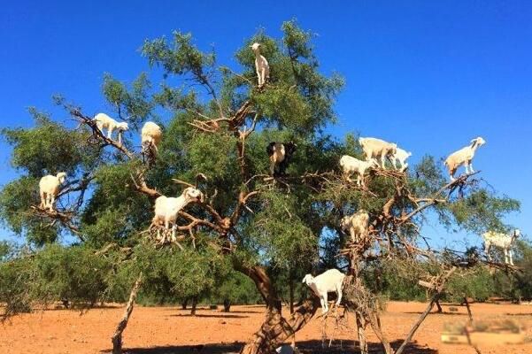 ���������淨��ĺ�ʹ���� �������ĺ�����ʲô��˼