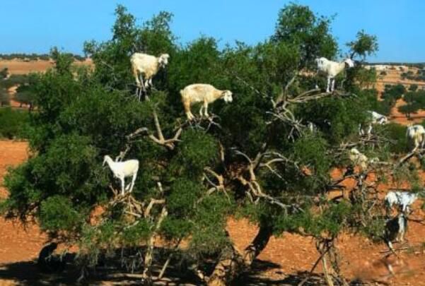 ���������淨��ĺ�ʹ���� �������ĺ�����ʲô��˼