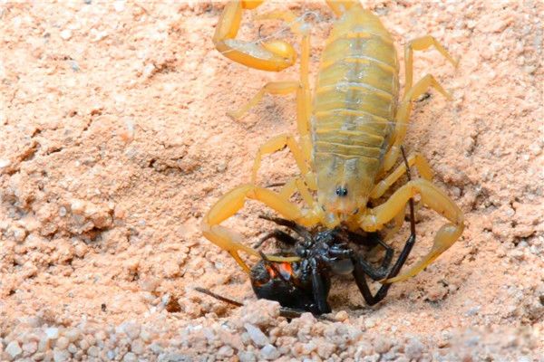 ��ɫ�н�Ы�ж��� �۸񰺹��Ժ�ǿ