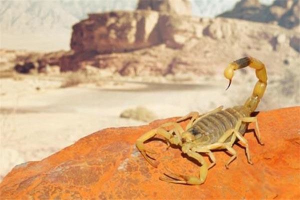 ��ɫ�н�Ы�ж��� �۸񰺹��Ժ�ǿ