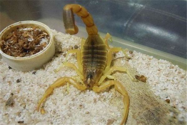 ��ɫ�н�Ы�ж��� �۸񰺹��Ժ�ǿ