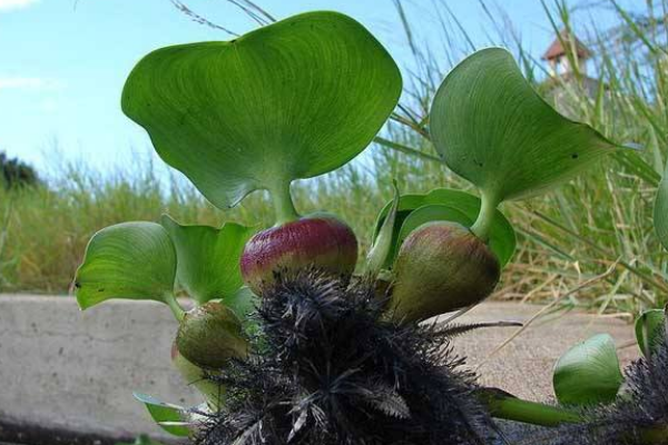 ˮ��«�������ʲô���� ���첻����ˮ��«��Ҫ�����