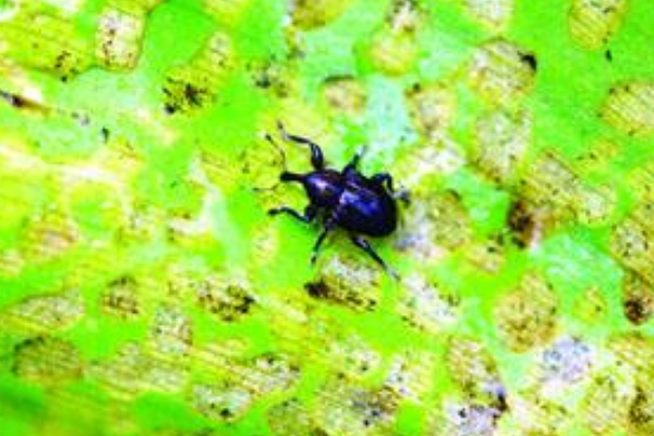 ˮ��«�������ʲô���� ���첻����ˮ��«��Ҫ�����