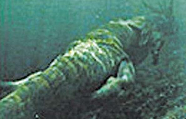 ȫ��ʮ��ˮ��֮�� ����˹��ˮ��30���Ƶ������