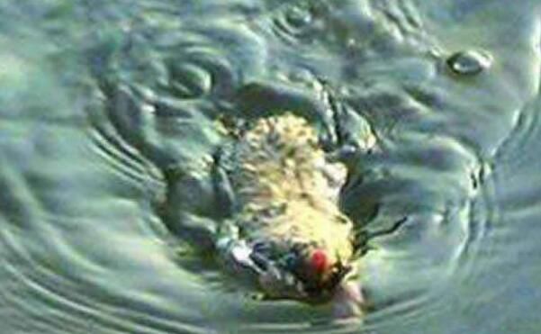 ȫ��ʮ��ˮ��֮�� ����˹��ˮ��30���Ƶ������