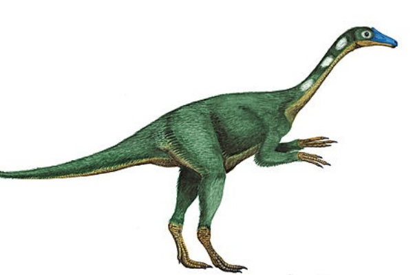 ��������ʲôʱ�ڵ� ��������ʳ�ݻ���ʳ����ʳ�Կ�����