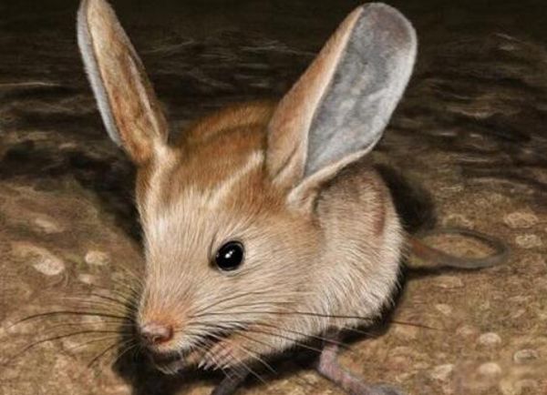 ���������������� �������󼸼���������