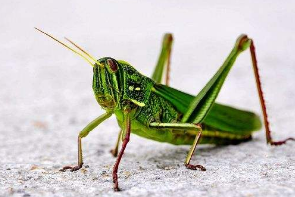 ˮ��«�������ʲô���� ���첻����ˮ��«��Ҫ�����