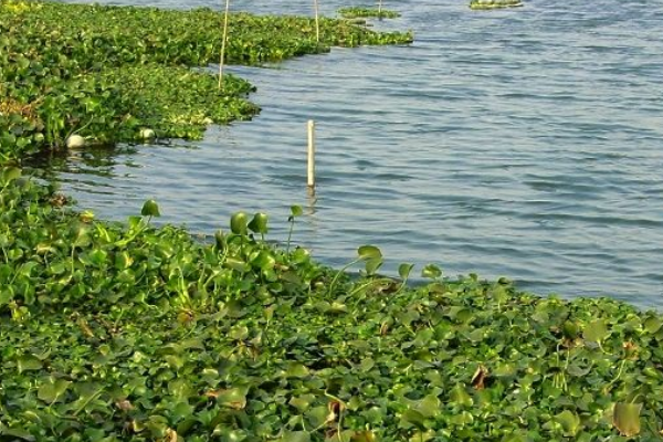 ˮ��«�������ʲô���� ���첻����ˮ��«��Ҫ�����