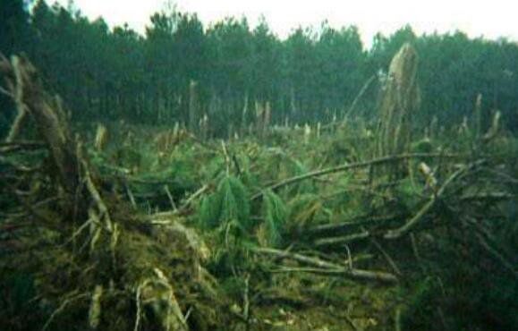 1994����ݿ��йֳ��¼������� ��ʲô������ôǿ��