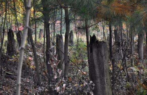 1994����ݿ��йֳ��¼������� ��ʲô������ôǿ��