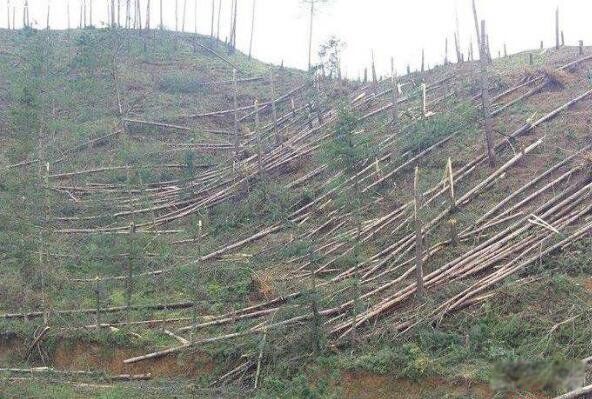 1994����ݿ��йֳ��¼������� ��ʲô������ôǿ��