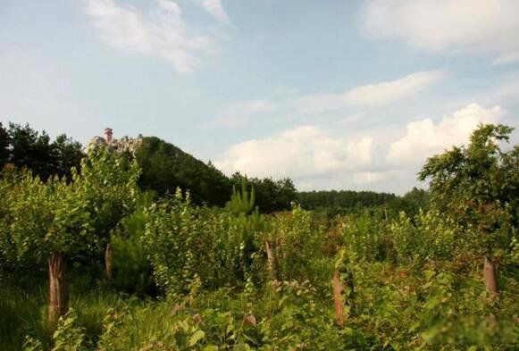 1994����ݿ��йֳ��¼������� ��ʲô������ôǿ��