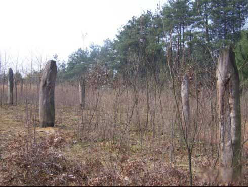 1994����ݿ��йֳ��¼������� ��ʲô������ôǿ��