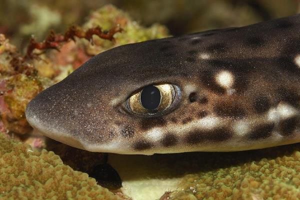 è���������� è��ͼƬ��ʲô����