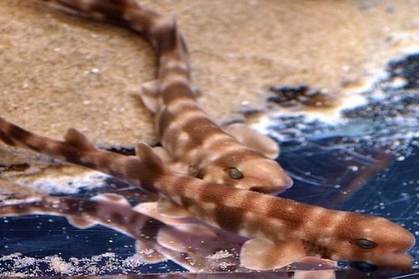 猫鲨是鲨鱼吗 猫鲨图片长什么样子