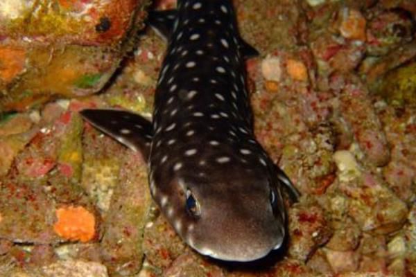 猫鲨是鲨鱼吗 猫鲨图片长什么样子