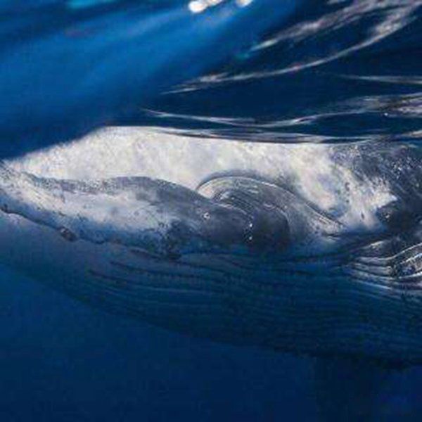 ����һ�����ŷ�ǱˮԱ ����һ����ѹǿ�ж��