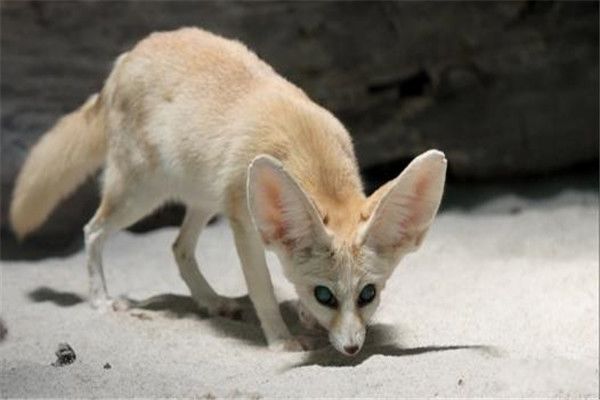 ����������ʲôƷ�� ����Ĵ���������