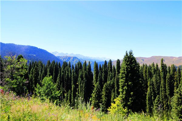 ����ά����ɼ������ ����ά����ɼ�ܳ����