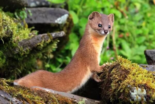 ������ʲô ����Ϊ��������������ϰ������