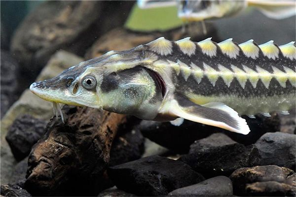 俄罗斯鲟有多大多重 俄罗斯鲟是不是外来物种