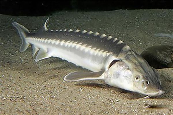 ����˹���ж����� ����˹���ǲ�����������