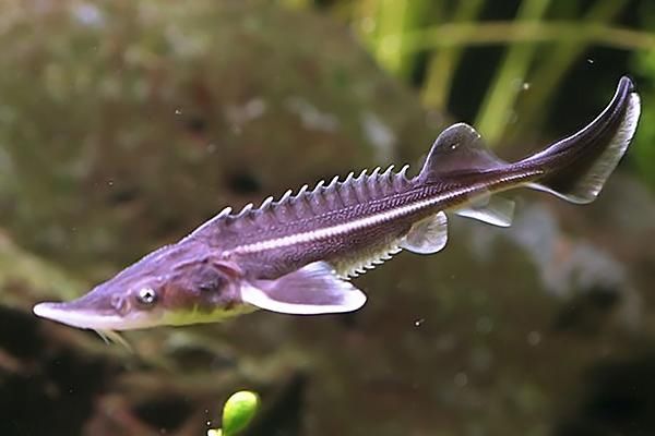 ����˹���ж����� ����˹���ǲ�����������