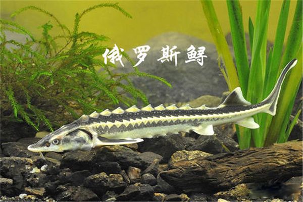 ����˹���ж����� ����˹���ǲ�����������